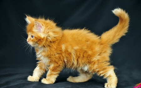 Disheveled kitten - animal, kitten, cat, sweet, feline