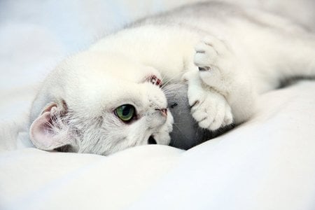 Cat playing with a christmas ball - cat, feline, sweet, ball, kitten, christmas