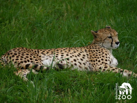 Cheetah resting on grass - wildlife, cheetah, animal, feline, grass