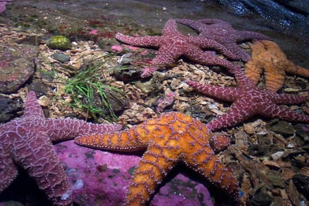 Starfishes - starfish, star, animal, fish, sea