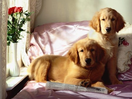 Dogs at home - bed, home, puppy, couple, dog, rose