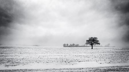 The Winter lanscape - snow, wind, winter, cloudy