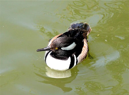 North America Hooded Merganser