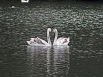 Swans