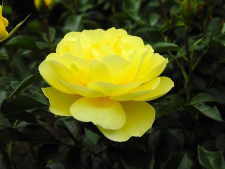 Rose - delicate, lovely, rose, nature, gorgeous, yellow, petals, leaves, flowers