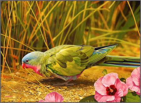 Bird - animal, flowers, bird, pink