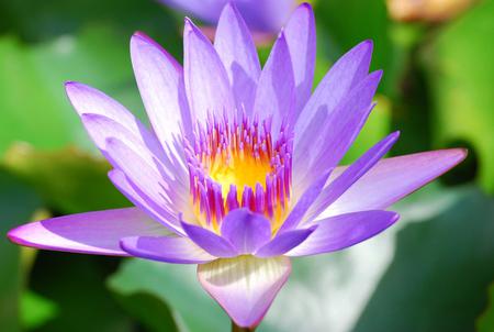 Lotus - lotus, nature, purple, flower, leaves