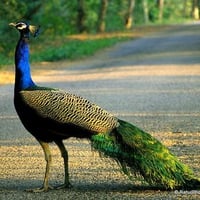 Peacock