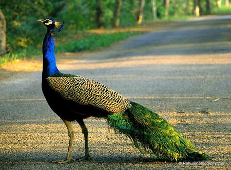 Peacock - animal, bird, peacock, feathers, trees