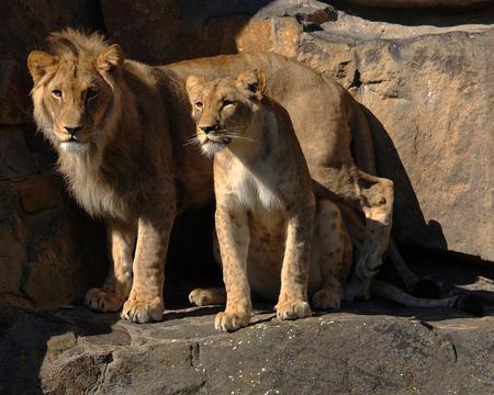 Lion and Lioness - animal, lioness, cats, lion, rocks