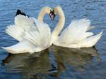 Swans