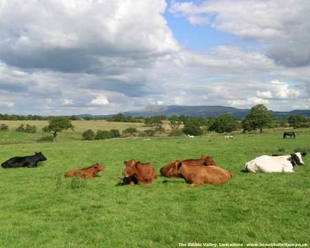 Ribble Valley England - fields, valley, cows, farm, animals, green, pasture, land