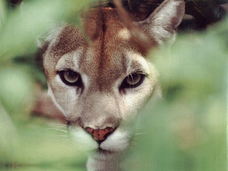 Mountain Lion F2 - wildlife, puma, lion, cat, cougar, panther, nature, mountian, animal