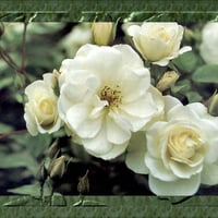 Iceberg Roses