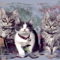 Three Little Kittens F5