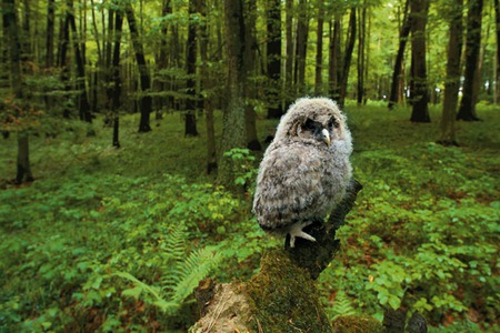 Owlet - nocturnal, owl, baby, bird