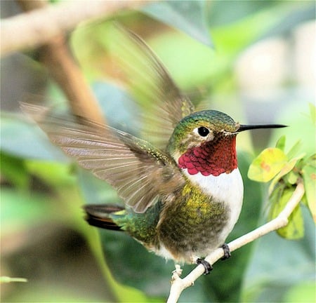 Ruby Throated Hummingbird - bird, small, flowers, red