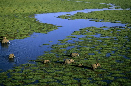 Elephants in Kenya - water, kenya, africa, aerial