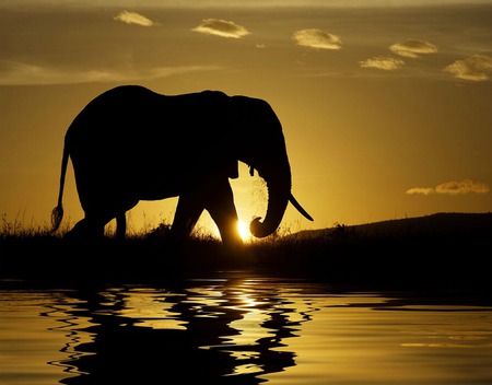 Sunset on Beauty - sunset, elephant, water, africa