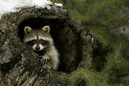 Racoon - cute, forest, nature, tree