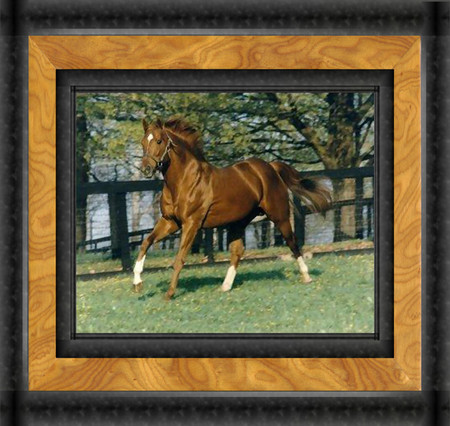 Secretariet F2 - triple crown, champion, thorobred, racing, photography, preakness, photo, horse, derby, equine, thoroughbred, racehorse, kentucky, belmont, secretariet, big red