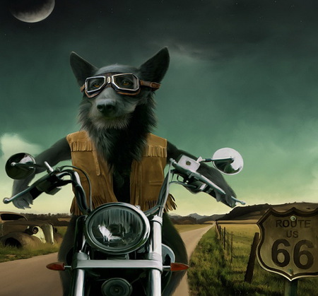 route 66 - wolf, moon, moonlight, motorcycle, road