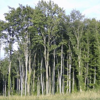 Forest-serbia