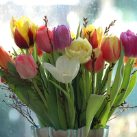 Beautiful tulips for everyone!