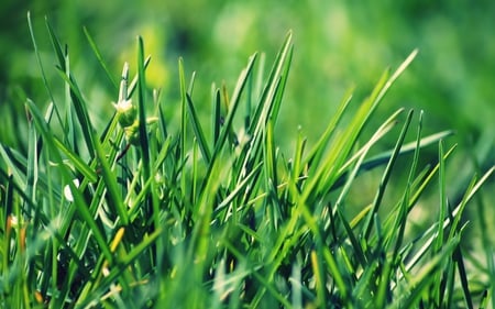 Grass - nature, summer, beautiful, garden, green, plants, grass, field