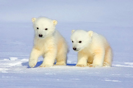 Furry snowballs - ice, cubs, cold, snow, winter, polar bears