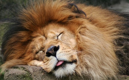 Leo the Lion on guard duty - napping, lion, animals, cats