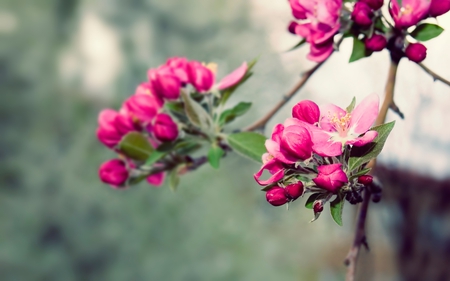 Beauty of Nature - beauty, branches, spring, nature, pink, beautiful, blossom, tree, garden