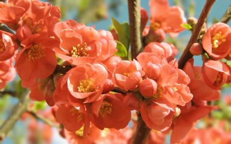 Blossom - branches, nature, beautiful, blossom, tree, spring