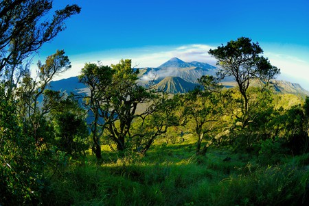 Bromo - nature, sky, trees, mountain, bromo, colors, grass