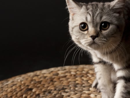 Kitten and basket - cat, animal, feline, sweet, basket, kitten