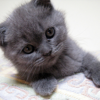 Sweet grey kitten