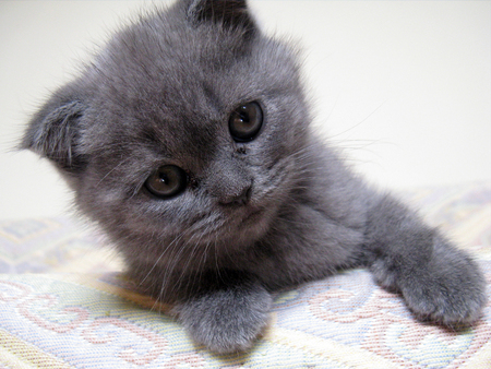 Sweet grey kitten - grey, animal, kitten, feline, sweet, cat