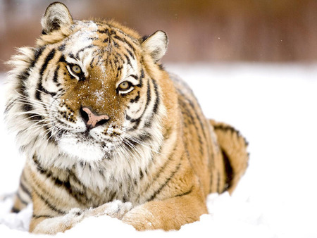 Siberian tiger - wildlife, snow, animal, feline, tiger, siberian