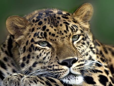 Leopard - animal, feline, wildlife, leopard