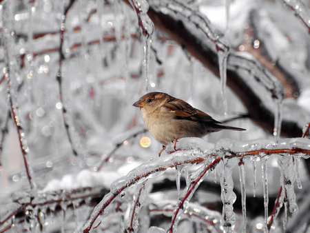 Sparrow - alone, animals, winter, sparrow, birds