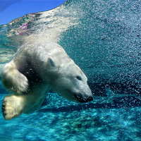 Ice Bear while Diving