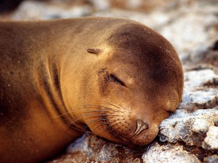 A Soft Pillow - sleeping, sleep, pillow, animal, seal, foca