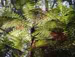 TREE FERN FOREST