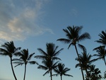 vista tropical trees