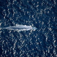 Blue Whale