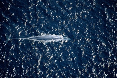 Blue Whale - mammals, whale, water, blue