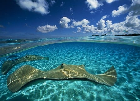 Pair of Stingrays - stingrays, ocean, sky, underwater