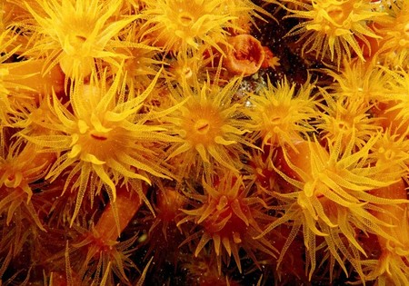 Orange Cup Coral - sea, coral, orange, underwater