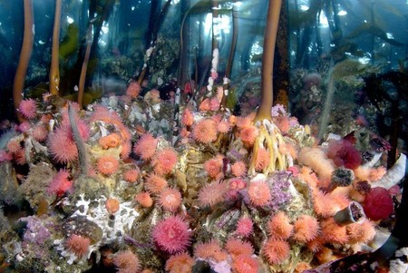 Anemones - anemones, sea, kelp forest, underwater