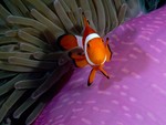 Anemone Fish